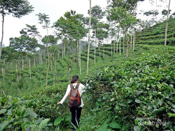 Foto Kebun Teh Tritis
